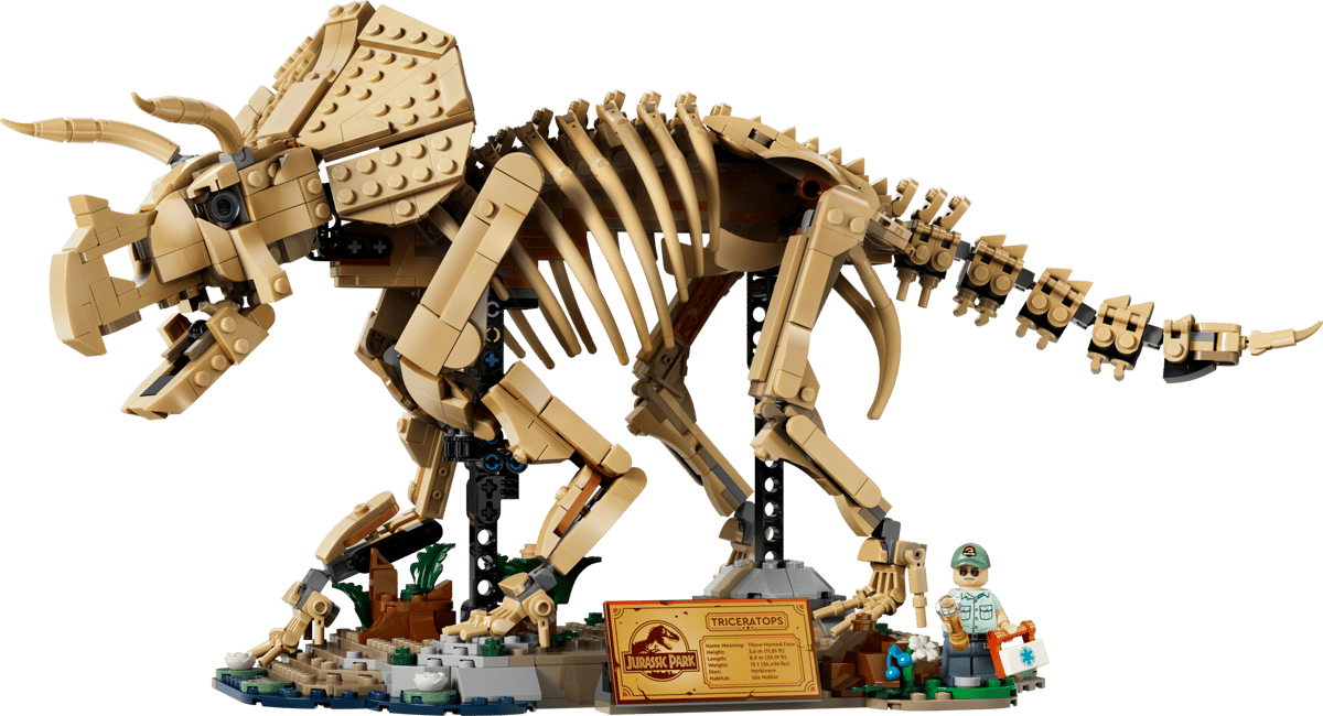 Dinosaur Fossils Triceratops-77985