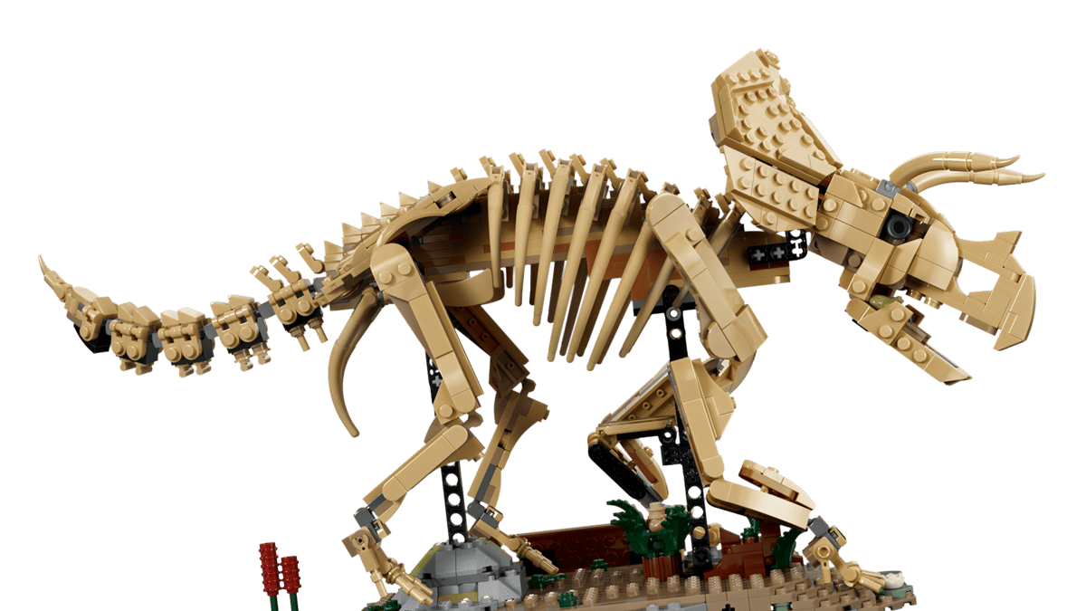 Dinosaur Fossils Triceratops-77985 - Image 2
