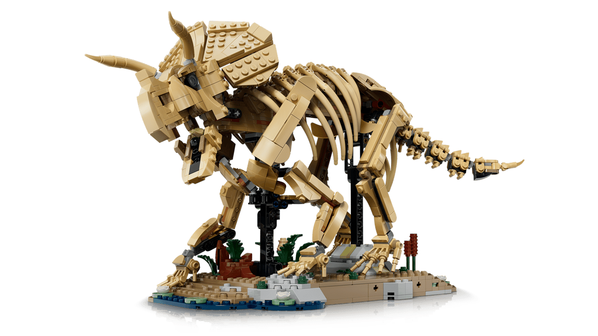 Dinosaur Fossils Triceratops-77985 - Image 3